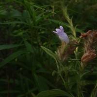Strobilanthes nigrescens T.Anderson